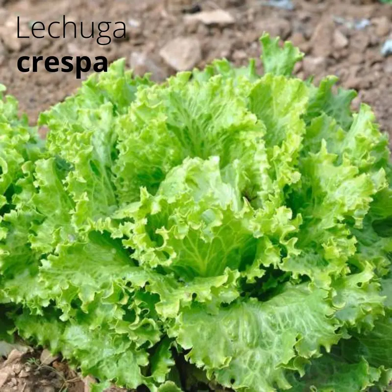 3G Curly Lettuce Seeds – Crisp, Fast-Germinating Leafy Green Variety 1