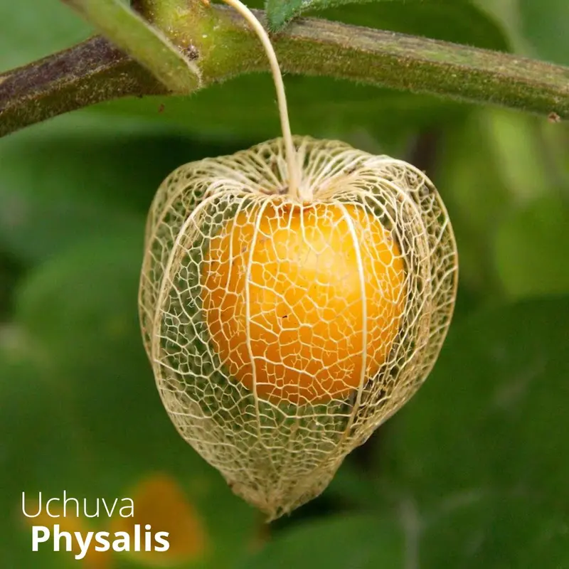5G Cape Gooseberry (Physalis) Seeds – Non-Gmo Garden & Home Farming Seed Pack 1