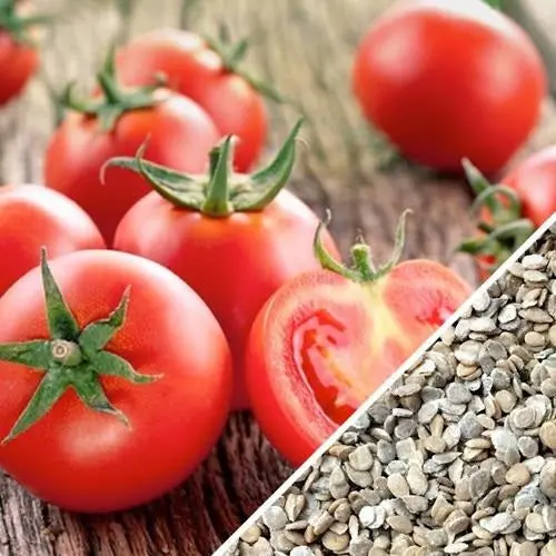 Ace 55 Tomato Seeds – Early-Season Heirloom (Approx. 15 Seeds) 1