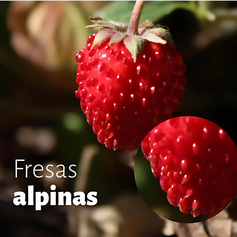 Alpine Strawberry Seeds – 200-Seed Pack – Heirloom Variety From Ancient Chinese Cultivation 1