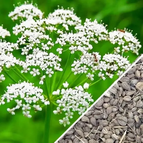 Anise Seeds – Heirloom, Non-Hybrid, Non-Gmo (Approx. 100 Seeds) 1