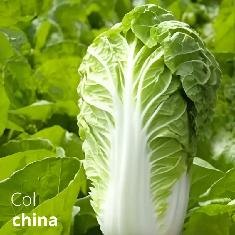 Chinese Cabbage (Napa Cabbage) Seeds – 4G Organic Vegetable Seed Pack 1