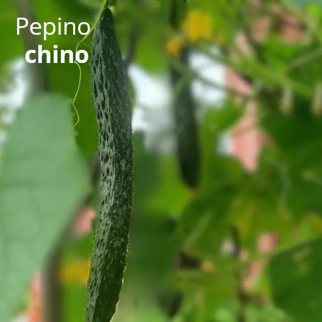 Chinese Cucumber Seeds – 3-Gram Packet For Home Gardening And Small-Scale Harvesting 1