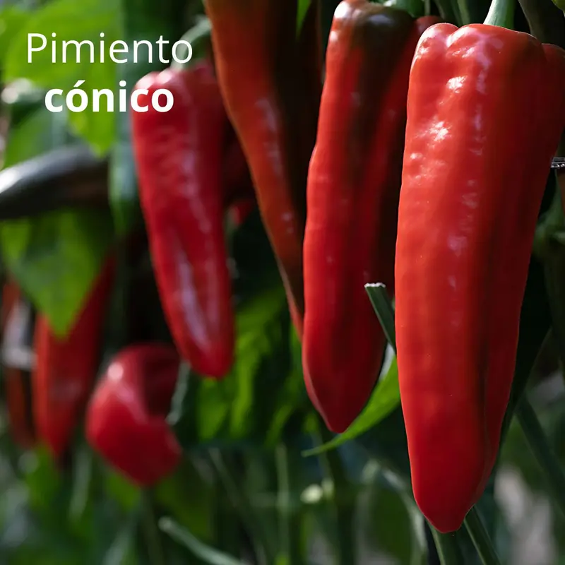 Conical Bell Pepper Seeds – 2 G Garden Pack For Homegrown Vegetables And Container Gardening 1