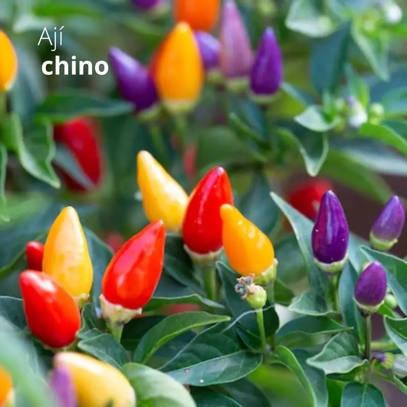 Five-Color Chinese Pepper Seeds – 5G Pack For Home Gardens And Small-Scale Cultivation 1
