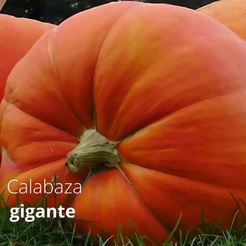Giant Pumpkin Seeds – 5-Seed Pack For Home Gardens And Backyard Farming 1