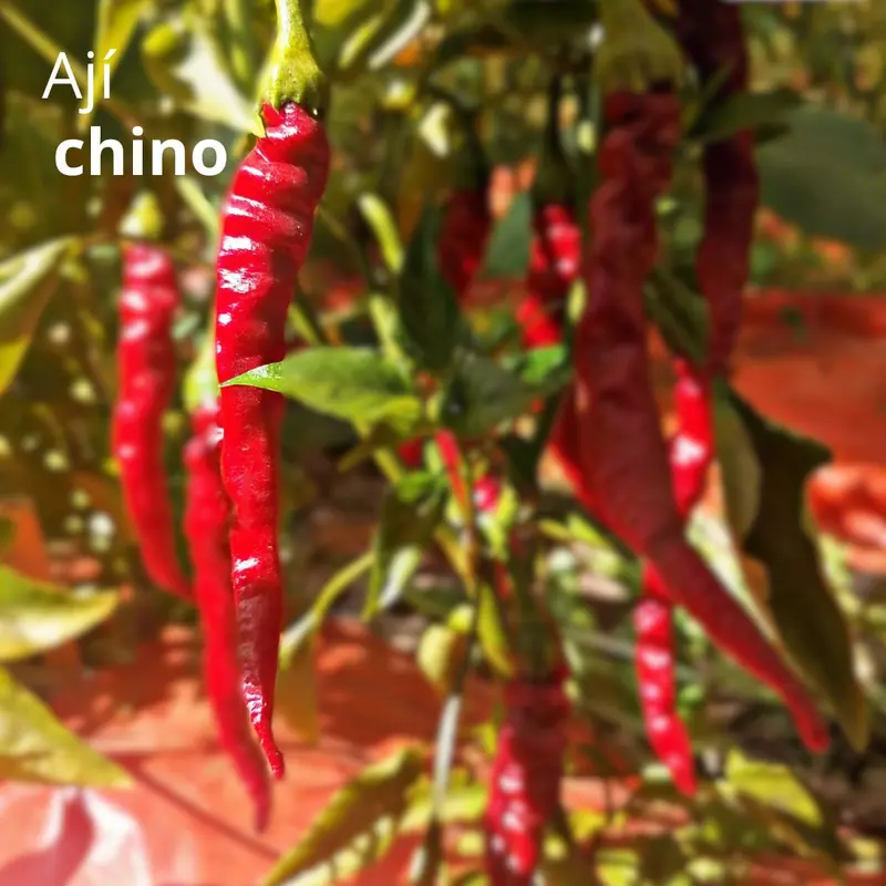 Long Chinese Chili Pepper Seeds – 5G Hot Pepper Variety For Spicy Garden Harvests 1