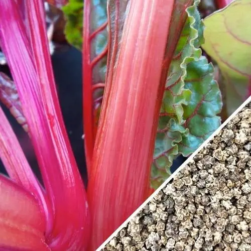 Pink Swiss Chard Seeds – Heirloom, Non-Hybrid, Non-Gmo (Approx. 25 Seeds) 1