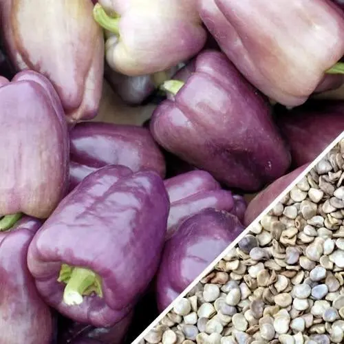 Purple Sweet Pepper Seeds — Heirloom, Non-Hybrid, Non-Gmo (60 Seeds) 1