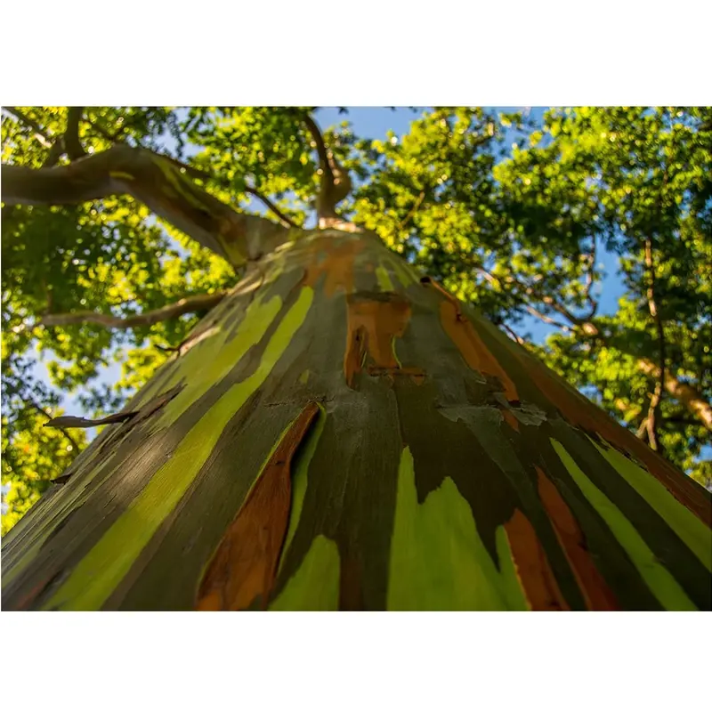 Rainbow Eucalyptus Tree Seeds – Ornamental And Fast-Growing Variety 1