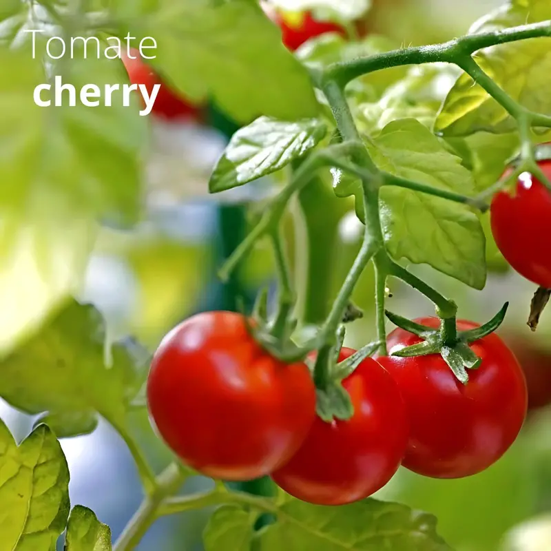 Red Cherry Tomato Seeds – 30G Pack For Home Gardens, Greenhouses, And Small-Scale Cultivation 1