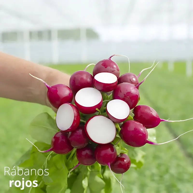 Red Radish Seeds – 5G Garden Pack For Homegrown Vegetables And Small-Scale Farming 1