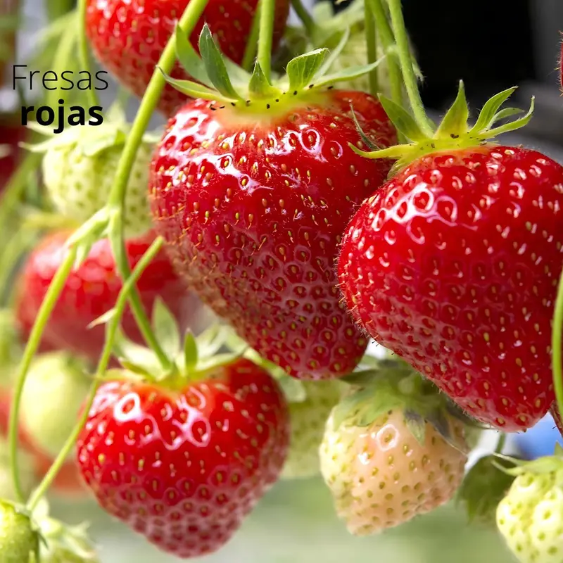 Red Strawberry Seeds – 20G Heirloom Fruit Seed Pack For Home Gardeners 1