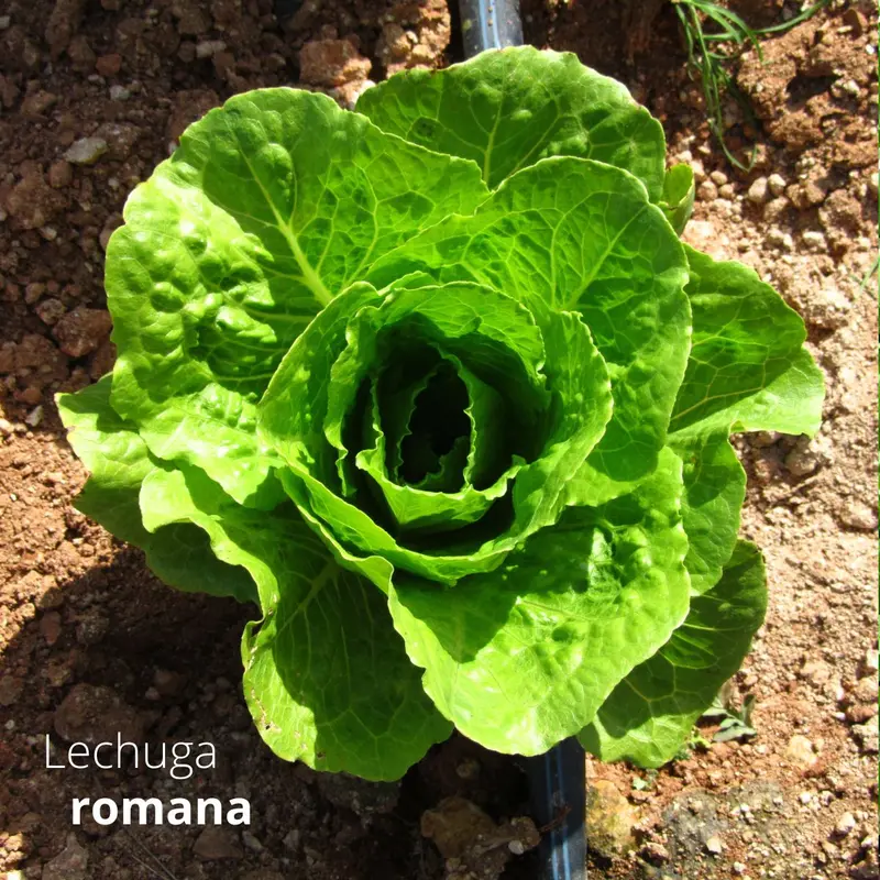 Romaine Lettuce Seeds – 3G Premium Italian Leafy Green Vegetable Seed Pack 1