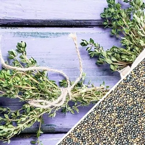 Thyme Seeds – Heirloom, Non-Hybrid, Non-Gmo (Approx. 310 Seeds) 1