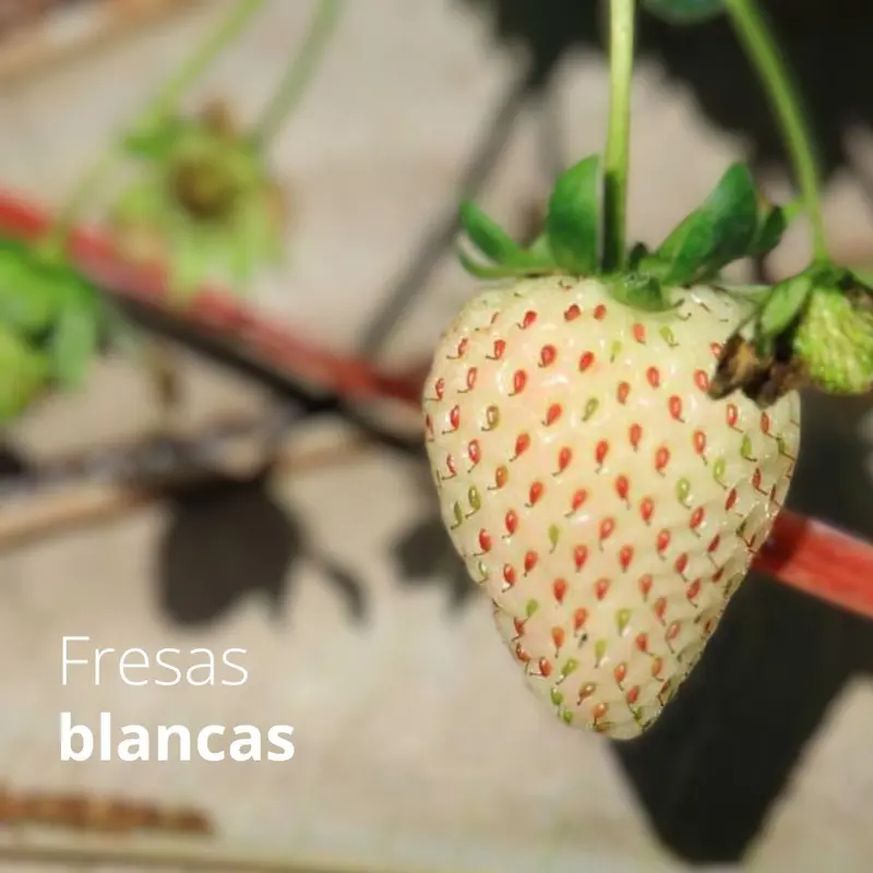 White Strawberry (Pinberry) Seeds – 200-Seed Pack For Home Gardens & Small-Scale Cultivation 1