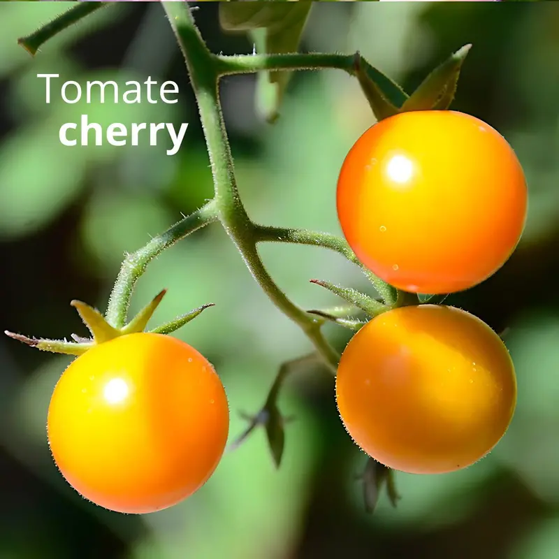 Yellow Cherry Tomato Seeds – 30G Gardening Pack For Home Gardens & Small-Scale Cultivation 1